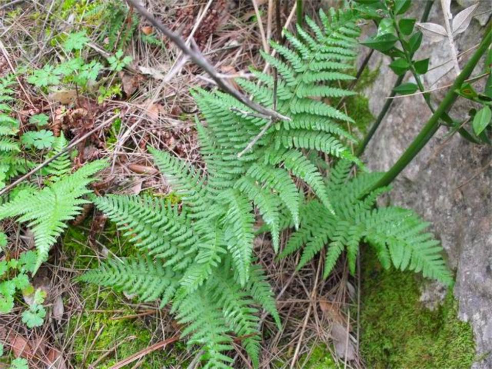 Cfr. Pteridium aquilinum
